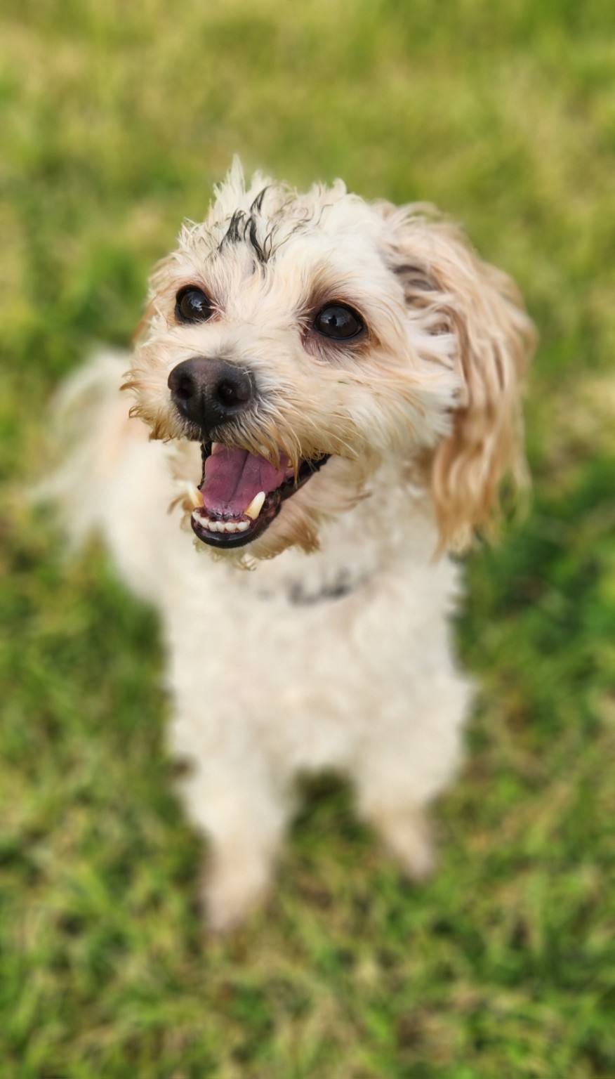 A happy cream-coloured dog with muddy fur enjoying the grass